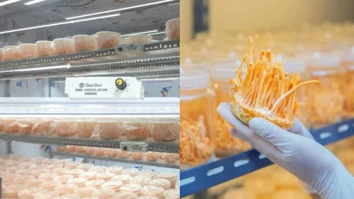 Đèn LED chuyên dụng Đông trùng hạ thảo – Tối ưu sinh trưởng, nâng cao giá trị dược liệu